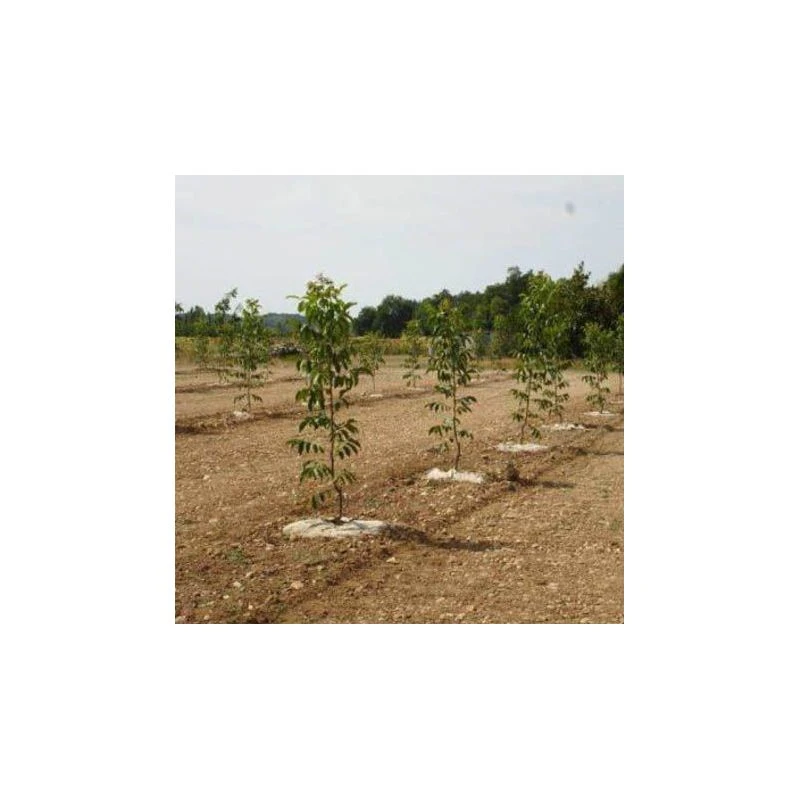 Agrafes Métalliques Pour Paillage Thorenap 20 X 20 X 20 - 4 Mm (x100 Unités) 4 Agrafes Métalliques Pour Paillage Thorenap 20 X 20 X 20 - 4 Mm (x100 Unités) – Image 2